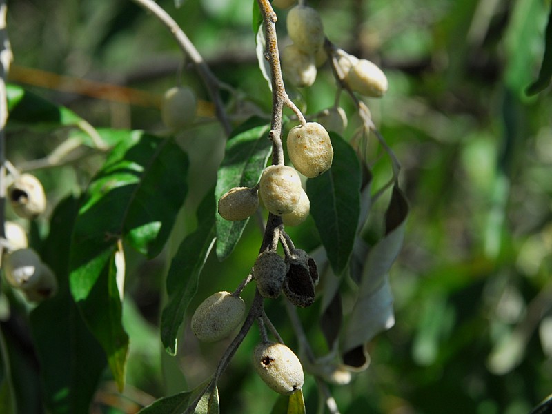 Eleagnus angustifolia
